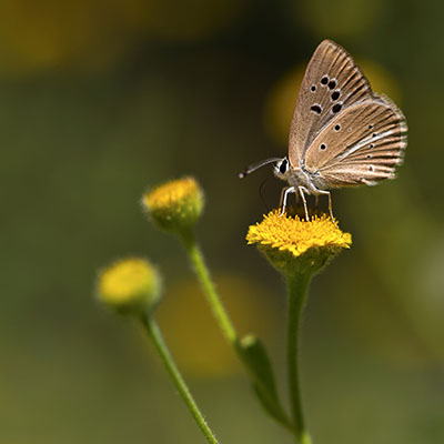  Plebejus argus-  Mohamadjavadi